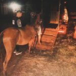 Recuperaron un caballo robado en Posadas que era ofrecido por marketplace