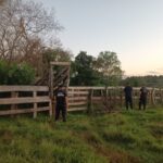 En operativo ganadero, recuperaron 11 vacas robadas en Itacaruaré